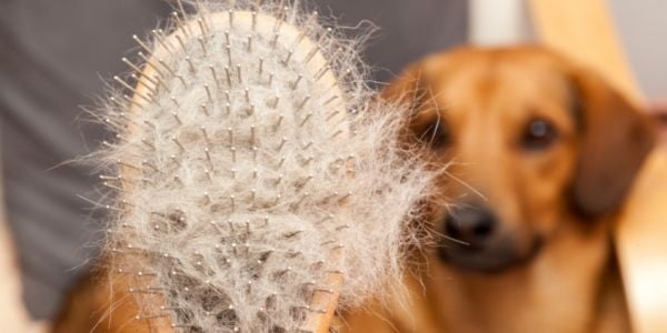 Brushing deals dog hair